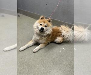 Chow Chow-Unknown Mix Dogs for adoption in Las Vegas, NV, USA