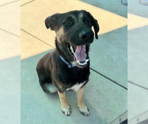 German Shepherd Dog Dogs for adoption in Sacramento, CA, USA