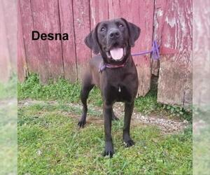 Labrador Retriever Dogs for adoption in Madisonville, TN, USA