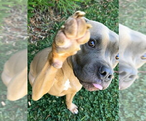Mutt Dogs for adoption in Sacramento, CA, USA