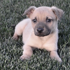 Medium Photo #39 Shug Puppy For Sale in Palo Alto, CA, USA