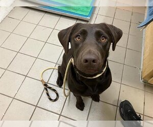 Labrador Retriever Dogs for adoption in Santa Barbara, CA, USA