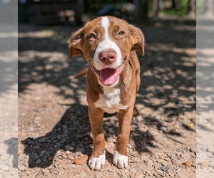 Mutt Dogs for adoption in Vail, AZ, USA