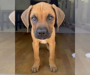 Mastiff-Unknown Mix Dogs for adoption in Brewster, NY, USA