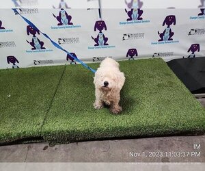 Bichon Frise Dogs for adoption in Orlando, FL, USA