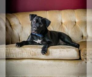 Retriever -Staffordshire Bull Terrier Mix Dogs for adoption in Concord, NC, USA