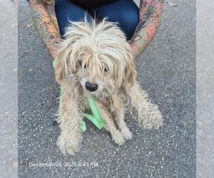 Mutt Dogs for adoption in San Antonio, TX, USA