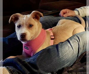 Labrador Retriever-Unknown Mix Dogs for adoption in Tarrytown, GA, USA