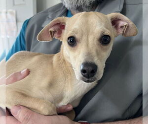 Chihuahua-Unknown Mix Dogs for adoption in Bellevue, WA, USA