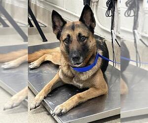 German Shepherd Dog-Unknown Mix Dogs for adoption in Grand Prairie, TX, USA