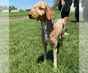 Goldendoodle Dogs for adoption in Pacolet, SC, USA