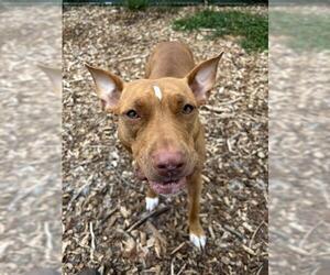 American Pit Bull Terrier Dogs for adoption in Waterford, VA, USA