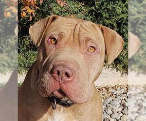 Chinese Shar-Pei Dogs for adoption in Albuquerque, NM, USA