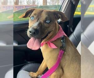 Black Mouth Cur Dogs for adoption in Bakersfield, CA, USA