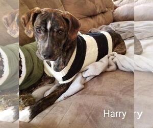 Plott Hound-Treeing Walker Coonhound Mix Dogs for adoption in Centreville, VA, USA