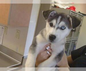 Medium Photo #1 Siberian Husky Puppy For Sale in Sacramento, CA, USA