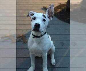 American Bulldog Dogs for adoption in Southampton, NY, USA