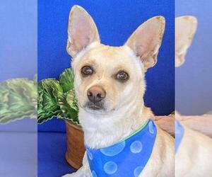 Chiweenie Dogs for adoption in San Bernardino, CA, USA