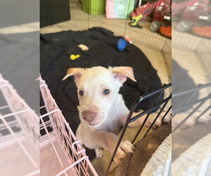 Labrador Retriever-Unknown Mix Dogs for adoption in Center Township, PA, USA