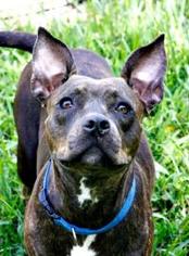 American Staffordshire Terrier-Unknown Mix Dogs for adoption in Lake City, FL, USA
