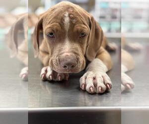 American Pit Bull Terrier-Unknown Mix Dogs for adoption in Texas City, TX, USA