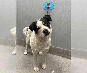 Saint Bernard-Unknown Mix Dogs for adoption in Las Vegas, NV, USA