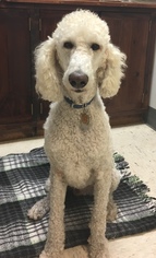 Poodle (Standard) Dogs for adoption in Brooksville, FL, USA