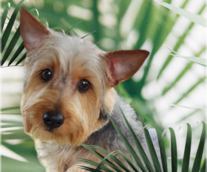 Silky Terrier Dogs for adoption in Seaford, DE, USA