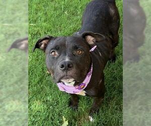 American Pit Bull Terrier Dogs for adoption in Tulsa, OK, USA