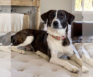 Mutt Dogs for adoption in Fenton, MO, USA
