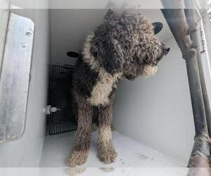 Bernedoodle Dogs for adoption in Houston, TX, USA