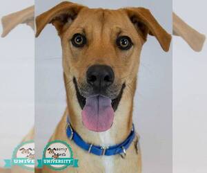 Labrador Retriever-Unknown Mix Dogs for adoption in Kennesaw, GA, USA