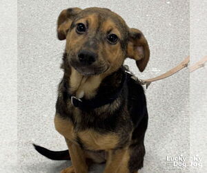 Beagle-Unknown Mix Dogs for adoption in Washington, DC, USA