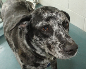 Sheprador Dogs for adoption in Waynesboro, PA, USA