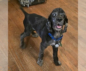 Cocker Spaniel Dogs for adoption in Salt Lake City, UT, USA