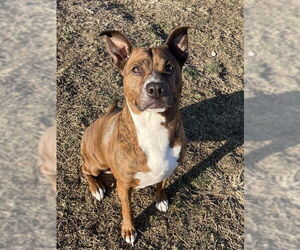 American Staffordshire Terrier Dogs for adoption in Lee's Summit, MO, USA