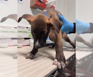 American Pit Bull Terrier-Unknown Mix Dogs for adoption in Bakersfield, CA, USA