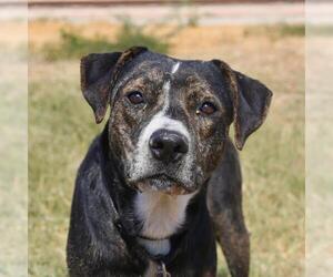 American Staffordshire Terrier-Unknown Mix Dogs for adoption in San Antonio, TX, USA