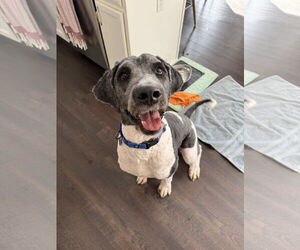 Bernedoodle Dogs for adoption in St. Louis Park, MN, USA