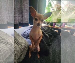 Chihuahua Dogs for adoption in Columbus, IN, USA