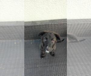 Mutt Dogs for adoption in Fort Collins, CO, USA