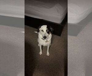 Australian Shepherd-Unknown Mix Dogs for adoption in Chandler, AZ, USA