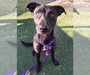 Labrador Retriever-Unknown Mix Dogs for adoption in Woodland, CA, USA