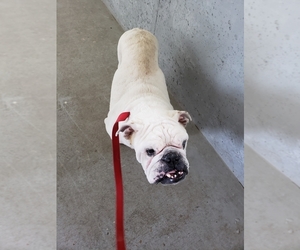 Bulldog Dogs for adoption in Maquoketa, IA, USA