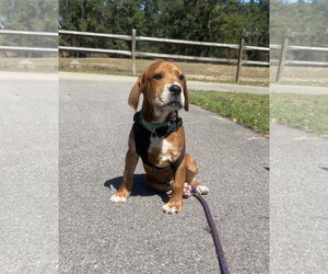 Labrador Retriever-Unknown Mix Dogs for adoption in Holly Springs, NC, USA