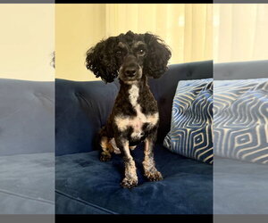 Poodle (Miniature) Dogs for adoption in Holly Springs, NC, USA
