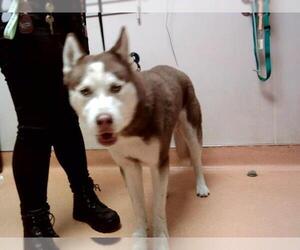 Siberian Husky Dogs for adoption in Martinez, CA, USA
