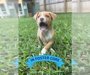 Labrador Retriever-Unknown Mix Dogs for adoption in Tallahassee, FL, USA