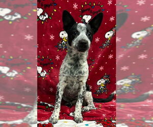 Mutt Dogs for adoption in Wetumpka, AL, USA