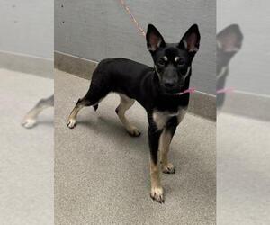German Shepherd Dog-Unknown Mix Dogs for adoption in Las Vegas, NV, USA